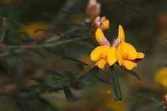 Pultenaea retusa