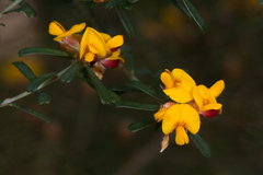 Pultenaea retusa
