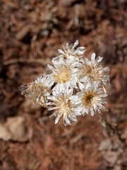 Helichrysum lacteum image