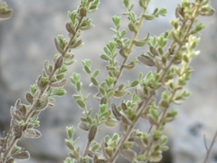 Chiliadenus iphionoides