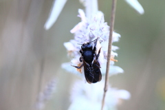 Megachile parietina