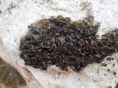 Lathagrium fuscovirens