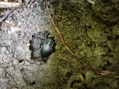 Abax parallelepipedus