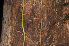 Pseudovanilla foliata