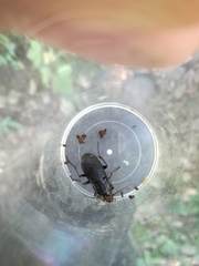 Abax parallelepipedus