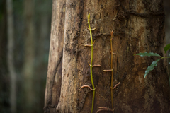 Pseudovanilla foliata