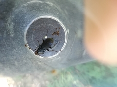 Abax parallelepipedus
