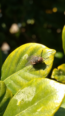 Calliphora augur