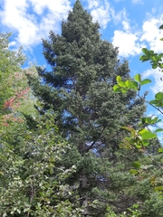 Abies balsamea image
