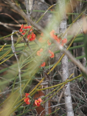 Sphaerolobium grandiflorum