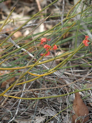 Sphaerolobium grandiflorum