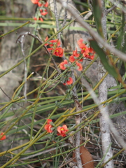 Sphaerolobium grandiflorum