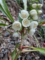 Anopterus macleayanus