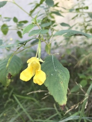 Impatiens pallida