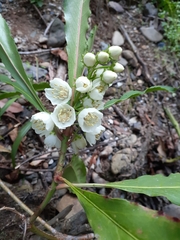 Anopterus macleayanus