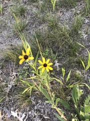 Rudbeckia hirta
