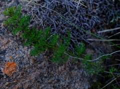 Notobubon pearsonii