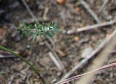 Helichrysum teretifolium