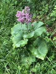 Adenostyles alliariae