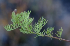 Notobubon pearsonii