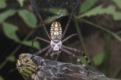 Argiope catenulata