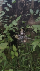 Argiope catenulata