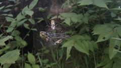 Argiope catenulata