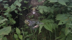 Argiope catenulata
