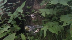 Argiope catenulata