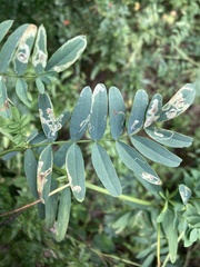 Liriomyza congesta