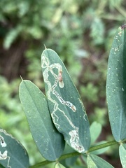 Liriomyza congesta
