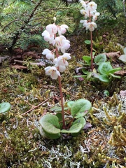 Pyrola grandiflora