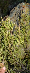 Erica lucida