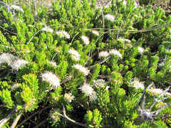 Agathosma gonaquensis