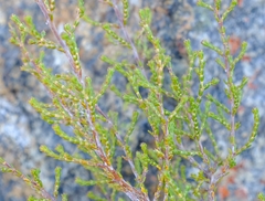 Erica lucida