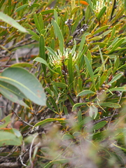 Hakea corymbosa
