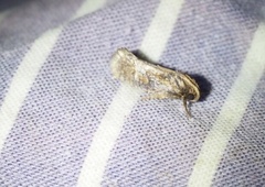 Acrolophus texanella