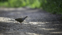 Crypturellus cinnamomeus