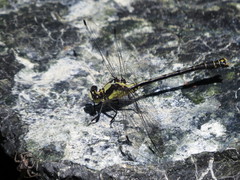 Octogomphus specularis