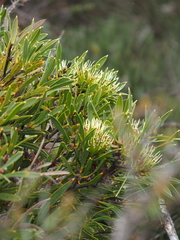 Hakea corymbosa