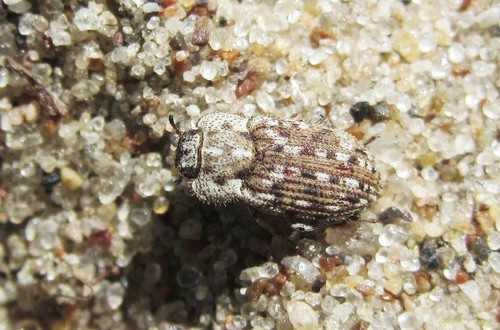 Leichenum pictum