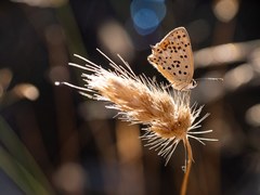 Lycaena bleusei