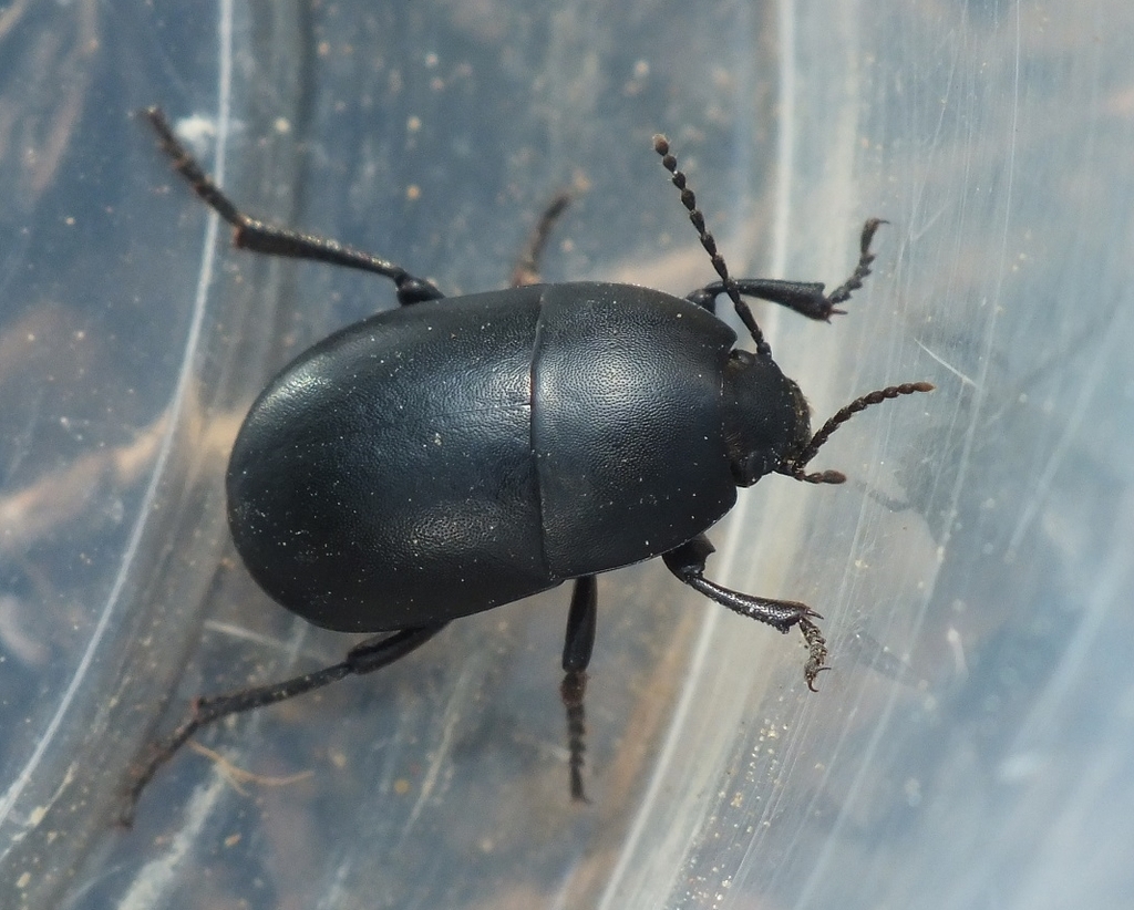 Oodescelis polita