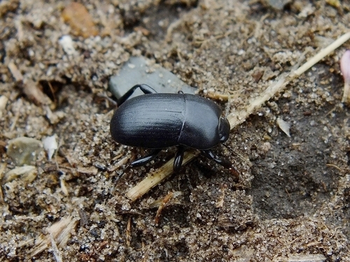 Pedinus femoralis