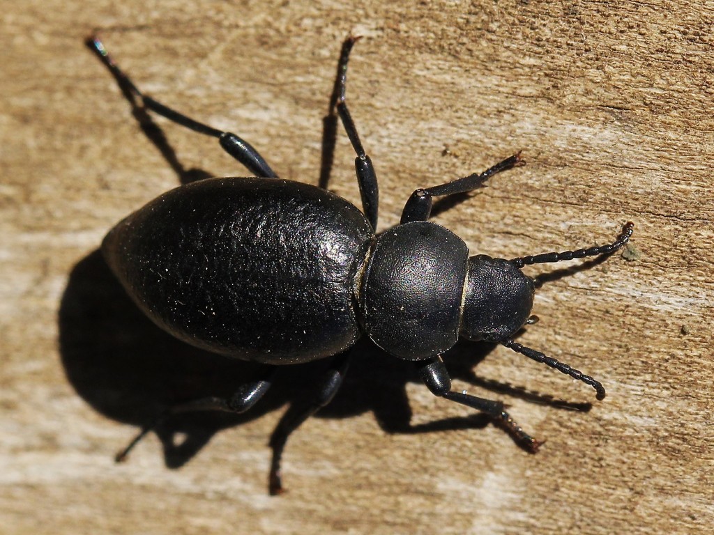 Tentyria nomas