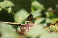 Ypthima multistriata