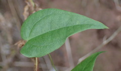 Dioscorea burchellii