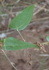 Dioscorea burchellii