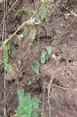 Dioscorea burchellii