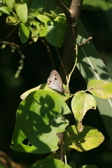 Ypthima multistriata